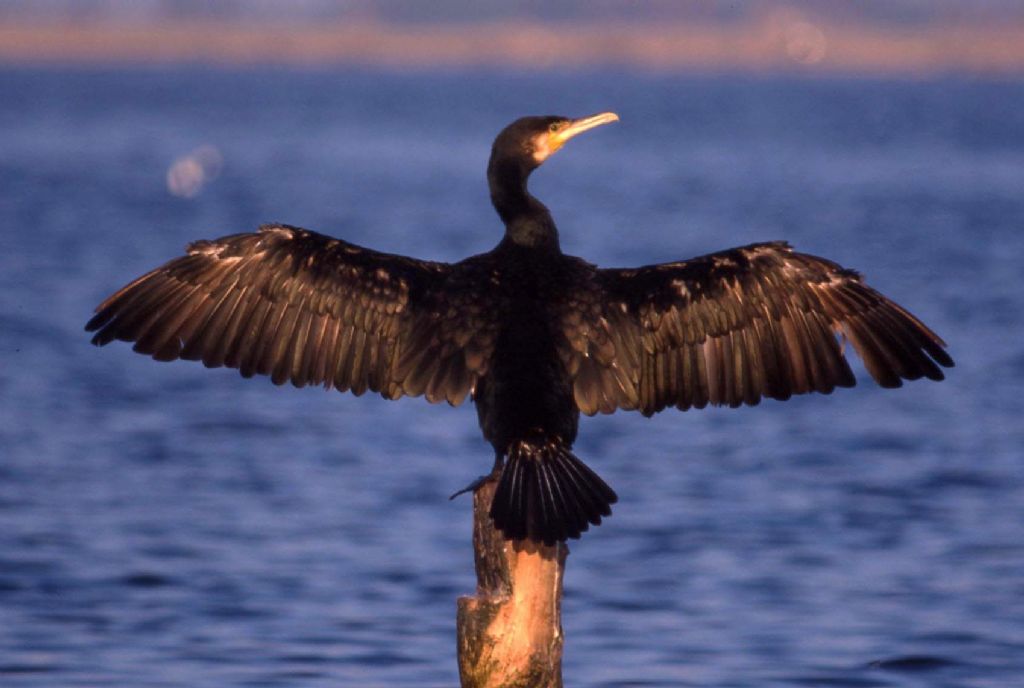 Phalacrocorax carbo (187)